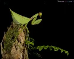 Antemna rapax
