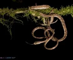 Imantodes cenchoa