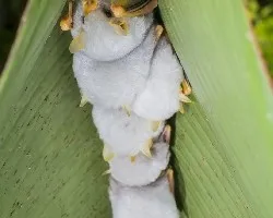 Ectophylla alba