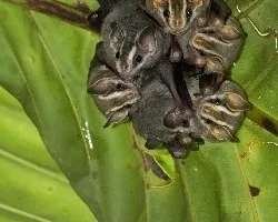Vampyriscus nymphaea