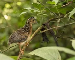 Penelope purpurascens