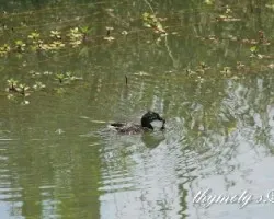 Tachybaptus dominicus