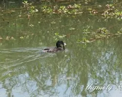 Tachybaptus dominicus