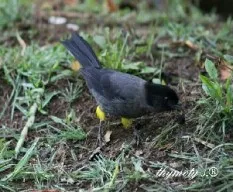 Pselliophorus tibialis