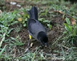 Pselliophorus tibialis