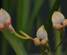 Trigonidium egertonianum