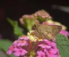 Mariposa en lantana