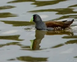 Gallinula melanops