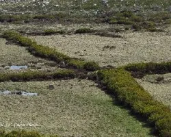 El pozo del lobo (una trampa para cazar el lobo ya por el medievo)