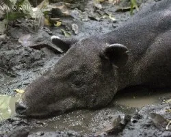Tapirus bairdii