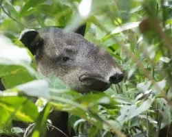 Tapirus bairdii