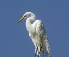 Ardea alba