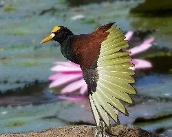 Jacana spinosa