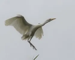 Ardea alba
