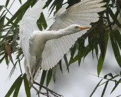 Ardea alba