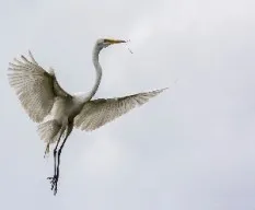Ardea alba