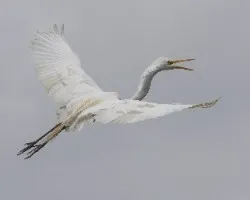 Ardea alba
