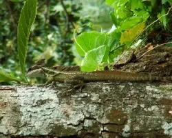 Basiliscus basiliscus