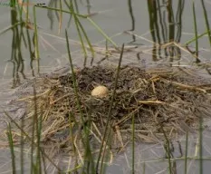 Tachybaptus dominicus