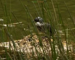 Tachybaptus dominicus