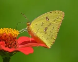 Mariposa