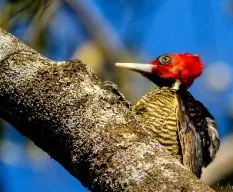 Campephilus guatemalensis