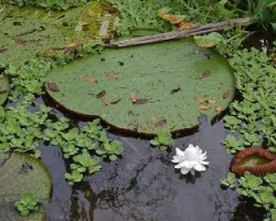 Victoria regia