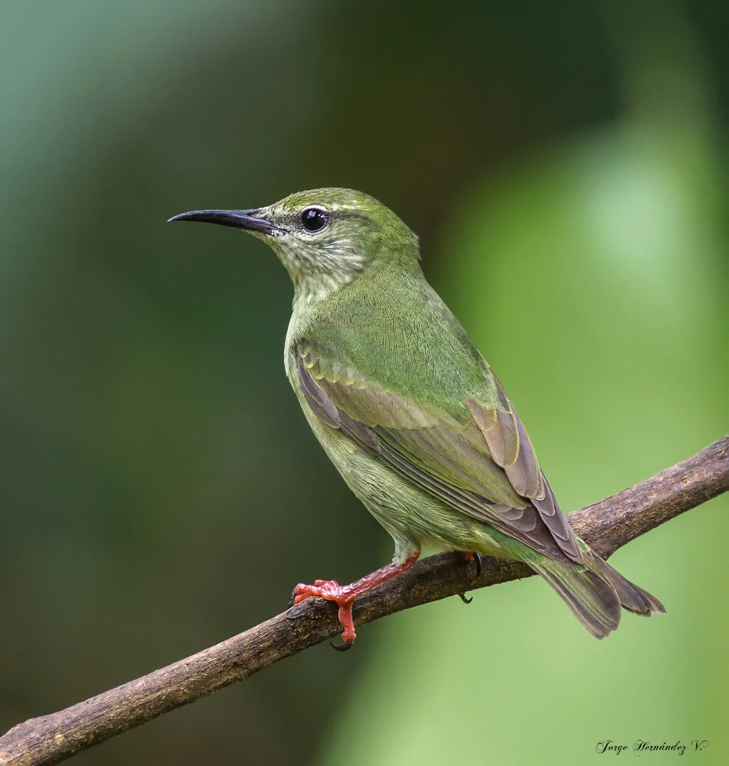 La Virgen, Sarapiquí
