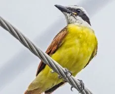 Pitangus sulphuratus