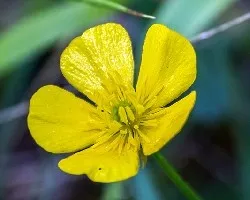 Ranunculus acris