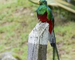 Pharomachrus mocinno