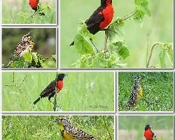 Sturnella en costa rica