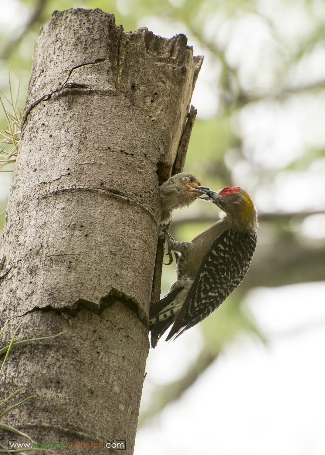 Universidad De Costa Rica, San Pedro