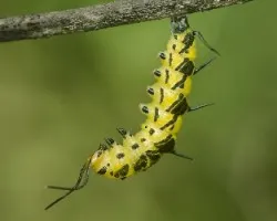 Larva