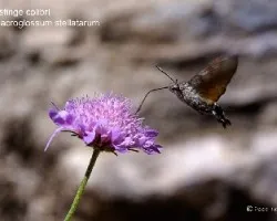 Macroglossum stellatarum