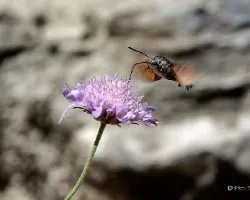 Macroglossum stellatarum