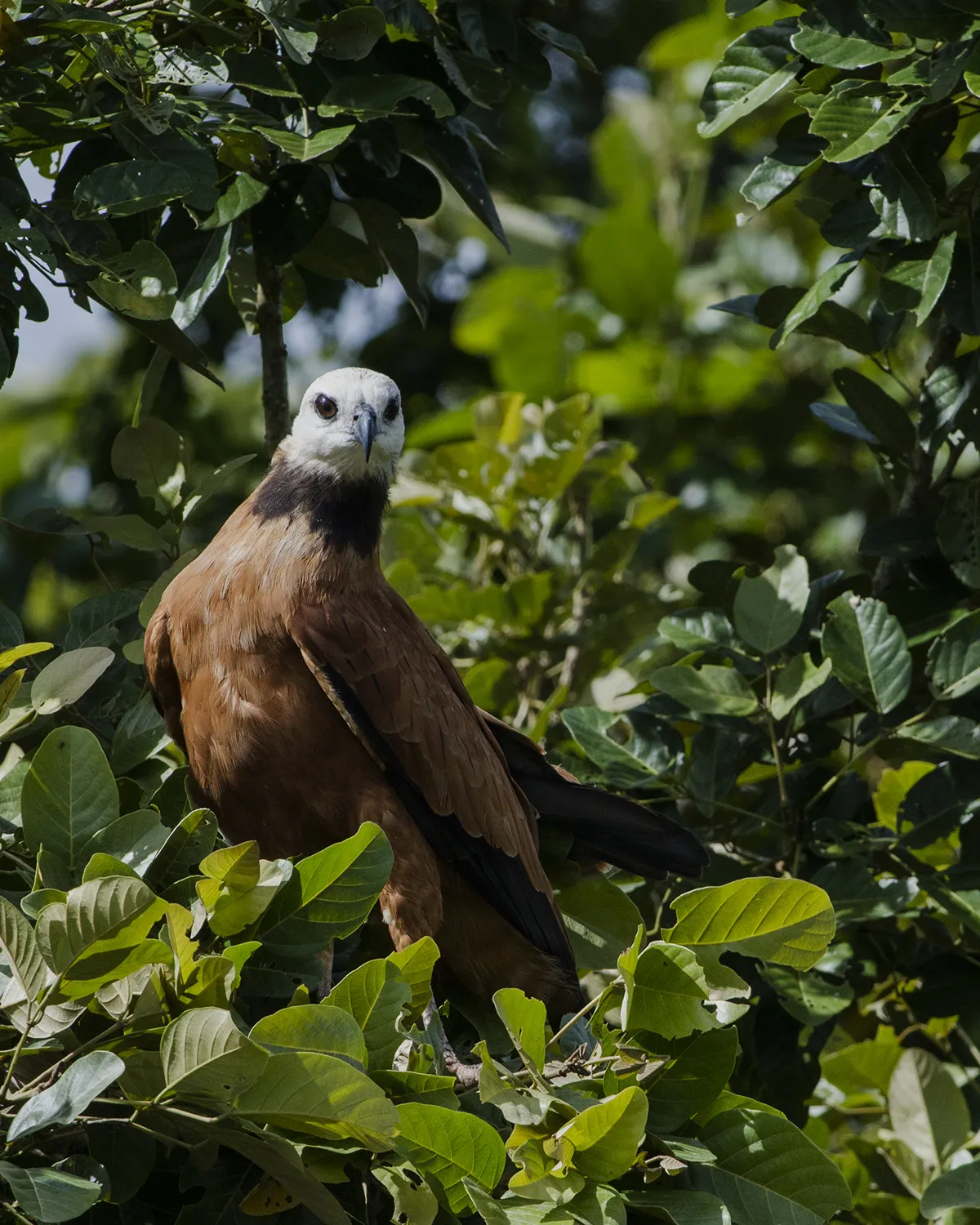 Refugio Nacional De Vida Silvestre Caño Negro