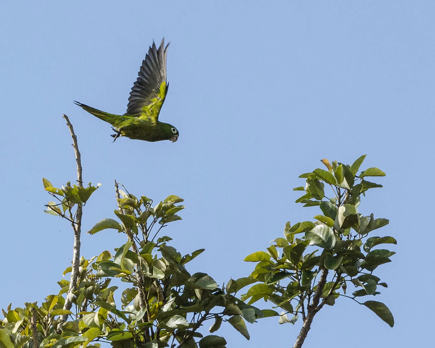 Refugio Nacional De Vida Silvestre Caño Negro