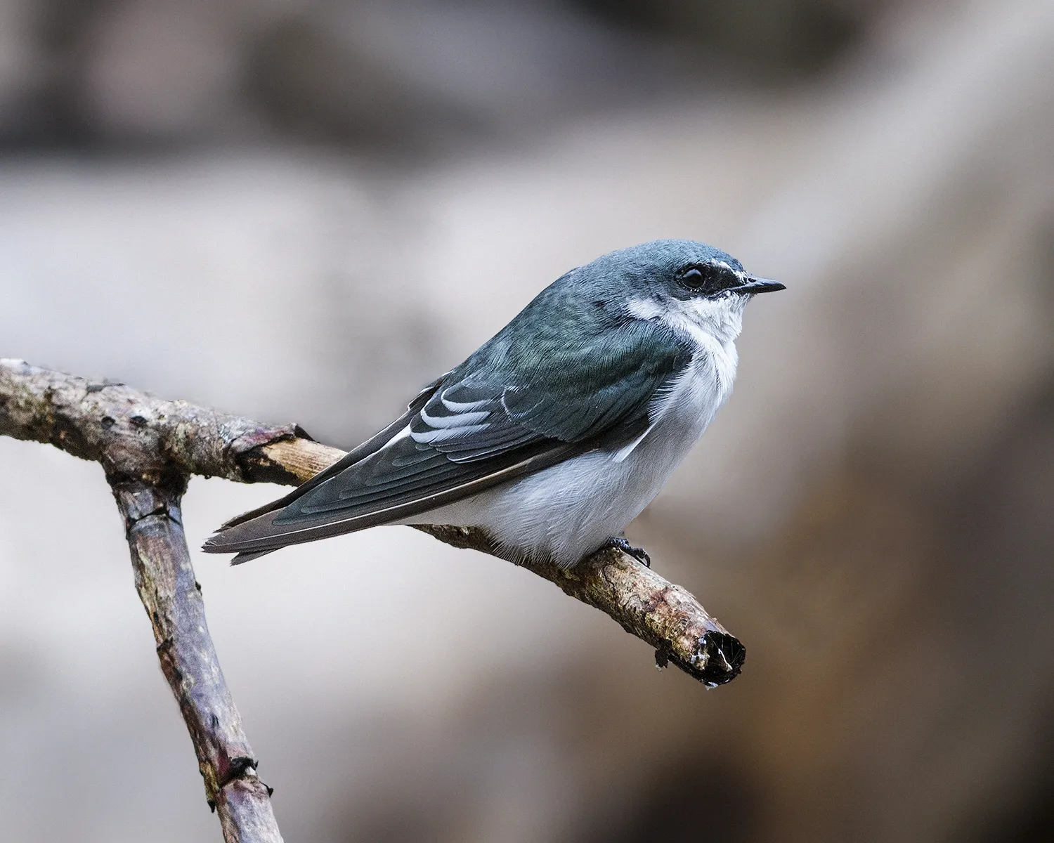 Refugio Nacional De Vida Silvestre Caño Negro