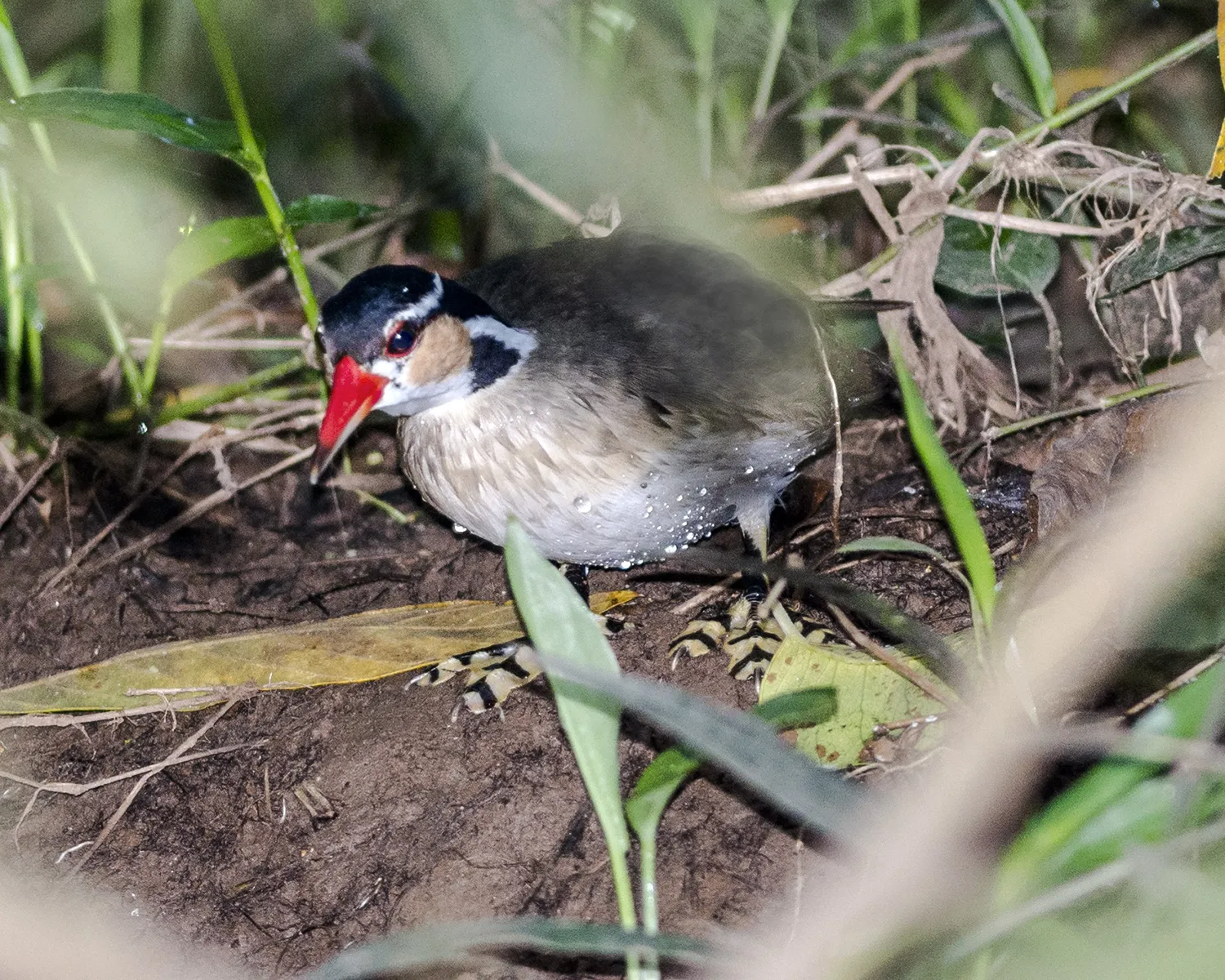 Refugio Nacional De Vida Silvestre Caño Negro