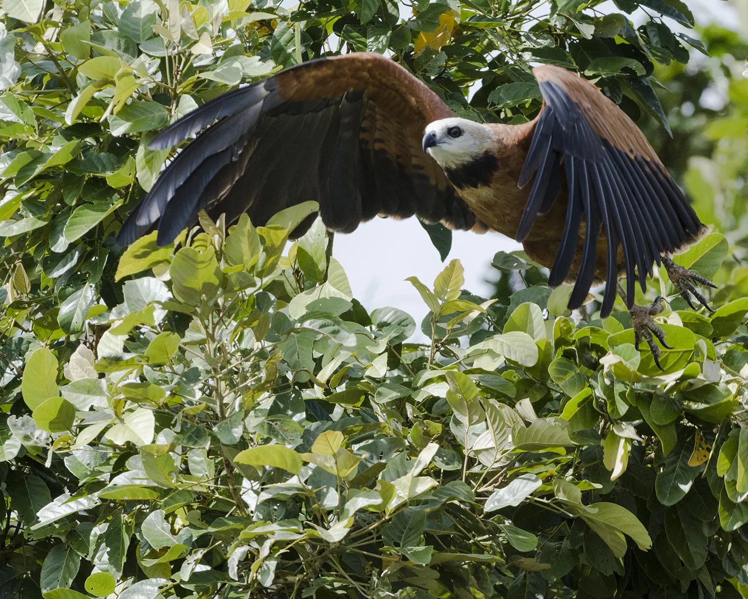 Refugio Nacional De Vida Silvestre Caño Negro