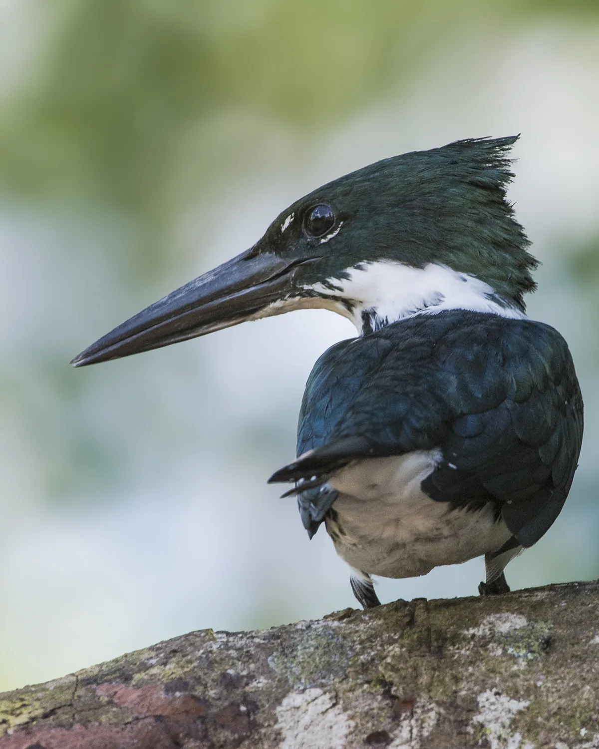 Refugio Nacional De Vida Silvestre Caño Negro