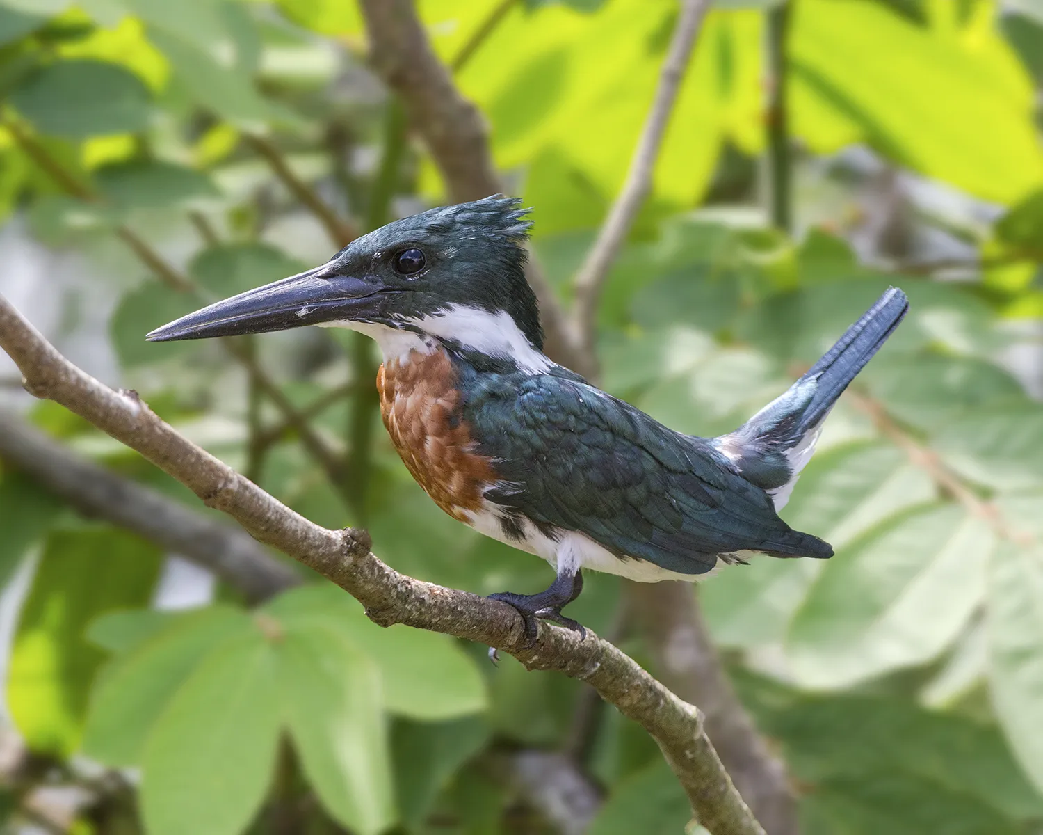 Refugio Nacional De Vida Silvestre Caño Negro