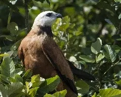 Busarellus nigricollis