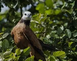 Busarellus nigricollis