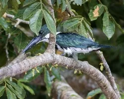 Chloroceryle amazona