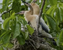 Anhinga anhinga
