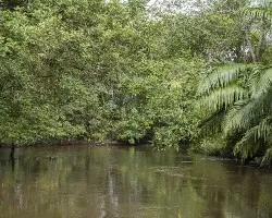 Refugio nacional de vida silvestre caño negro