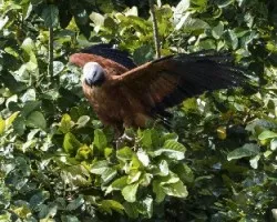 Busarellus nigricollis