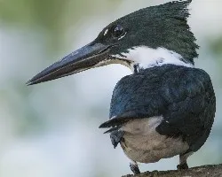 Chloroceryle amazona